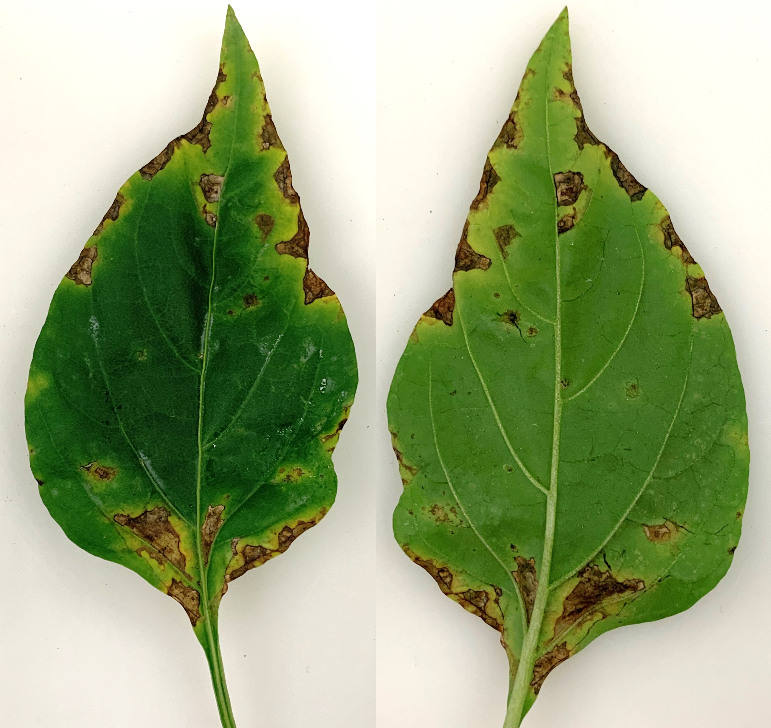 Infested leaves.